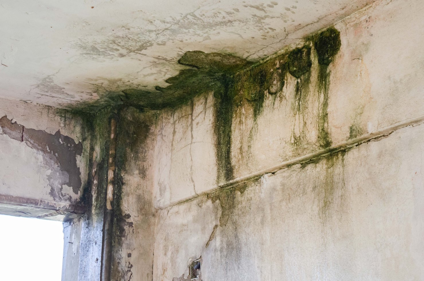 Unhealthy mold damaged walls,