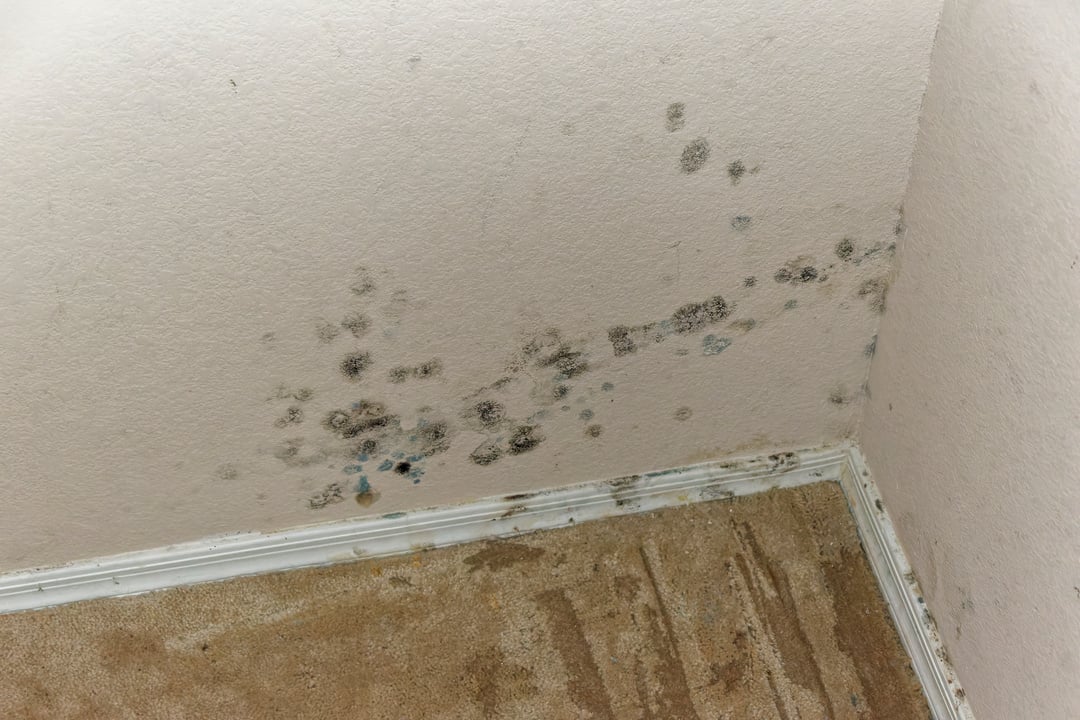 Water and Mold Damage